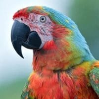 BirdBox Zilver papegaaien cursus