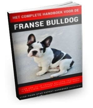 Handboek voor de Franse bulldog