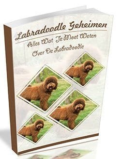 Labradoodle Geheimen