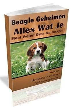 beagle geheimen