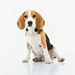 beagle hondenras