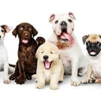 de beste hondenboeken kopen