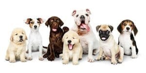 de beste hondenboeken kopen