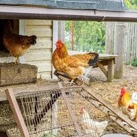 zelf kippenhok maken